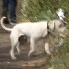 Junco, el perro que busca a Anna y Olivia en Tenerife, halla tres puntos calientes en la casa