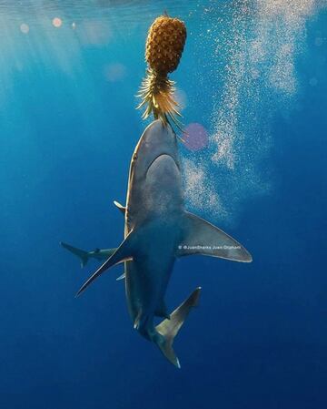 No, no es un montaje. Y de hecho, este es el motivo por el cual no se debe vestir de amarillo si se va a nadar con tiburones, puesto que los tiburones reaccionan a colores como este por el contraste. Su boca est¨¢ cerrada porque solo est¨¢ inestigando¡