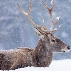 Año de nieves. Año de bienes