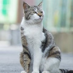 Los alimentos de humanos que los gatos no deben comer