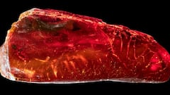 Hallazgo arqueológico sin precedentes: encuentran una hormiga de 40 millones de años en un ámbar de Goethe