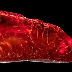 Unprecedented discovery: Goethe and a 40-million-year-old ant