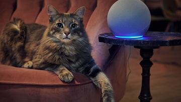 gato alexa