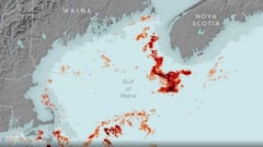 Los científicos de la NASA se asoman al océano y descubren la diminuta criatura que mantiene vivos a los titanes del mar