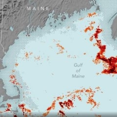 Los científicos de la NASA se asoman al océano y descubren la diminuta criatura que mantiene vivos a los titanes del mar