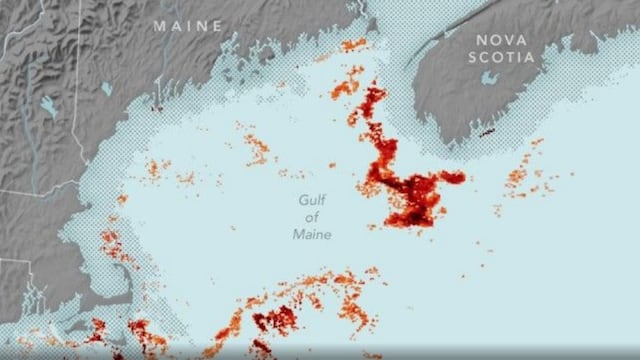 The loss of this red plankton would weaken almost all predators at the top levels of the food chain. NASA are tracking plankton blooms from space.