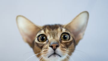 What to know if you’re tempted to let your cat go outdoors