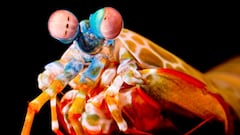 El terror del mar: la gamba mantis tiene el puñetazo más fuerte del planeta y destroza a sus víctimas con golpes tan rápidos que el agua alcanza la temperatura del sol