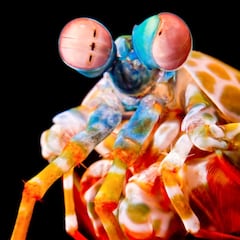 El terror del mar: la gamba mantis tiene el puñetazo más fuerte del planeta y destroza a sus víctimas con golpes tan rápidos que el agua alcanza la temperatura del sol