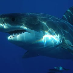 Kelly Slater crea una nueva tabla de surf inspirada en el tiburón blanco