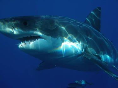 8 animales letales con los que mejor no meterse si se practica alg¨²n deporte en el agua