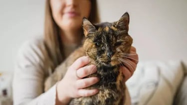 La ciencia dice que es casi imposible, pero este gato es el más viejo del mundo y su cara está en el Libro Guinness de los Récords