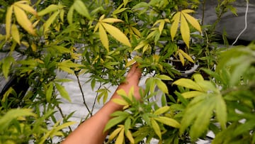 “Tiene que erradicar la coca”: el nuevo reporte de drogas de Estados Unidos que señala directamente a Colombia