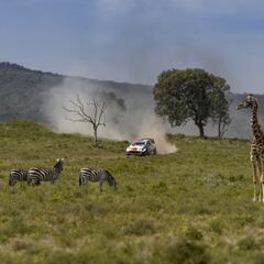 Los animales entran en juego en la lotería del Safari