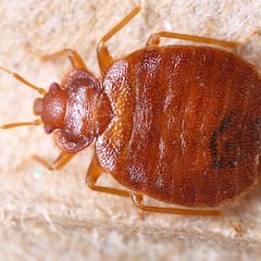 Un albergue sufre una plaga de chinches y varios turistas mueren tras violentos vómitos: “Posible intoxicación por pesticidas”