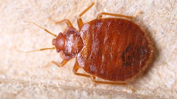 ¿Qué pasa en México con las chinches?: motivos y por qué se dan