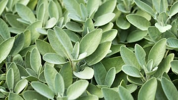 La salvia es una planta aromática usada desde la antigüedad y con beneficios para los sistemas digestivos y nervioso.