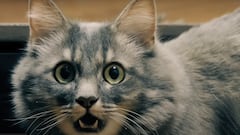 National Cat Day 2024: A study reveals the origin of cats’ purring