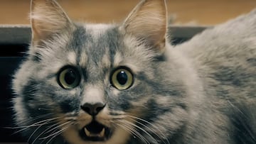 catnado trailer donde ver sharknado tornado gatos asesinos gatos voladores 7 vidas tiburones que vuelan peliculas serie b mejores peliculas de terror peliculas extrañas