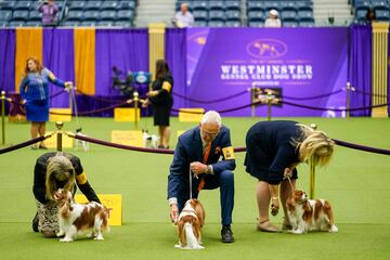 Concursantes de la raza Cavalier King Charles Spaniel.