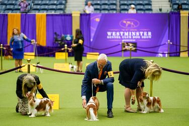 Concursantes de la raza Cavalier King Charles Spaniel.