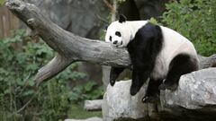 FILE PHOTO: Giant panda Mei Xiang enjoys her afternoon nap at the National Zoo in Washington August 23, 2007. REUTERS/Kevin Lamarque - GM1DVZMKTNAA/File Photo