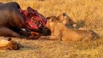 El impresionante momento en el que unos leones se comen un hipopótamo por la cabeza