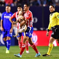 Así como el perro que invadió el Alfonso Lastras, otros animales invasores