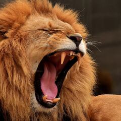 Matan al león en libertad más viejo de África