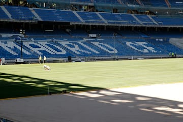 El nuevo césped del Santiago Bernabéu.