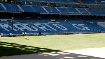 El nuevo césped del Santiago Bernabéu.