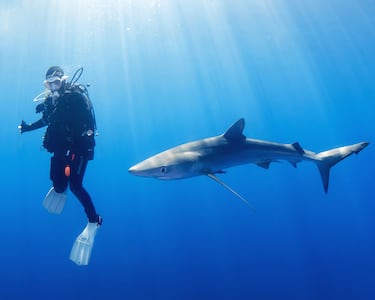 El buceo se consolida como un deporte en crecimiento en España: más licencias, más centros y nuevos destinos