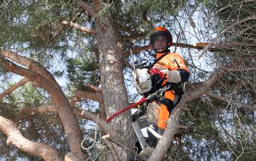 Jesús Manzano subido a un árbol mientras se dispone a realizar trabajos de poda.