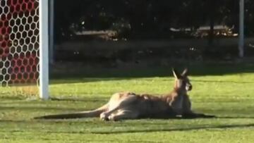 Insólito: ¡Canguro interrumpe un partido en Australia!