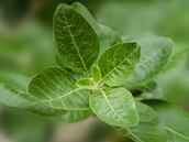 Para qué sirve la ashwagandha: estos son sus beneficios más comunes