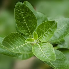 Para qué sirve la ashwagandha: estos son sus beneficios más comunes