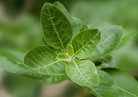 Para qué sirve la ashwagandha: estos son sus beneficios más comunes