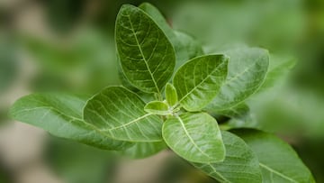 Beneficios de la ashwagandha