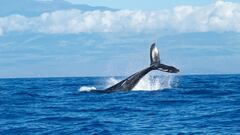 Avistan una gigantesca ballena en el Delta del Ebro