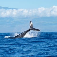 Avistan una gigantesca ballena en el Delta del Ebro