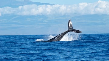 Avistan una gigantesca ballena en el Delta del Ebro