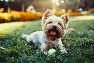 Yorkshire terrier (toy) no es una raza por s¨ª sola, sino una variante. En cuanto a su aspecto, su peso suele llegar hasta los 3 kg y la altura no alcanza m¨¢s de los 15 cm. Se cree que unos peque?os terriers llegaron de la mano de los tejedores escoceses que emigraron desde Escocia hasta Yorkshire y Lancanshire en 1850.