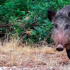 El sorprendente impacto climático de los jabalíes