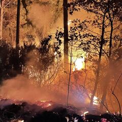 Un incendio obliga a desalojar a más de 400 personas en Sierra Bermeja