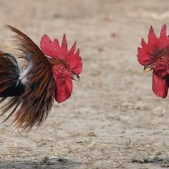 El problema de las peleas de gallos en India: nuevo drama
