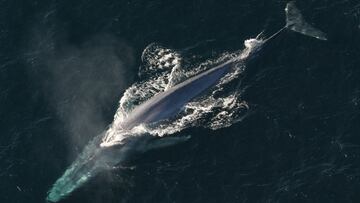 El canto de las ballenas que podría indicar un resurgimiento en el Antártico