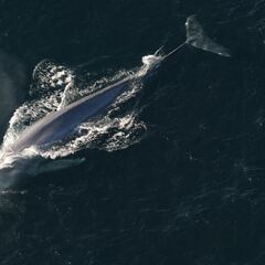 El canto de las ballenas que podría indicar un resurgimiento en el Antártico