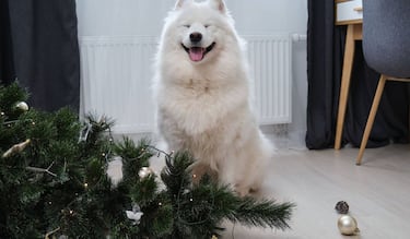 Así lograrás que tus mascotas no tiren el árbol de Navidad este 2025: consejos y más...