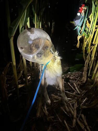 A cheese ball jar trapped a dog—here’s how a drone came to the rescue
