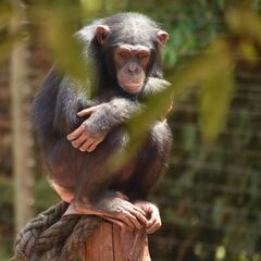 La bacteria Sarcina: responsable de la muerte de chimpancés en África Occidental
